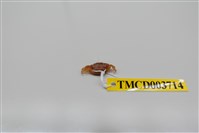 藏品(絨毛近方蟹)的圖片